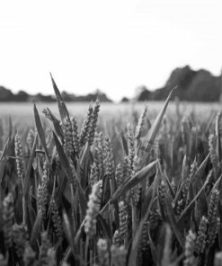 Field Wheat Black And White Diamond Paintings