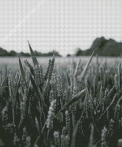 Field Wheat Black And White Diamond Paintings