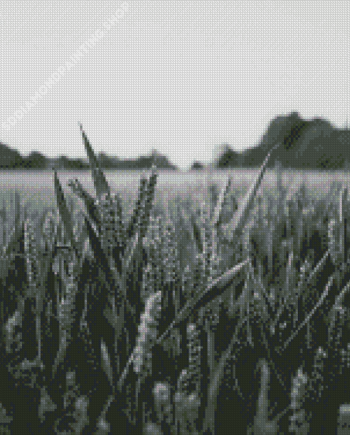 Field Wheat Black And White Diamond Paintings