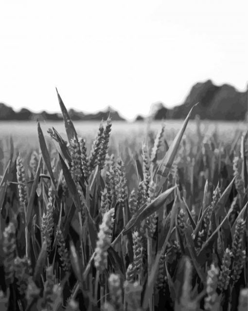 Field Wheat Black And White Diamond Paintings