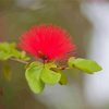 Honey Bee In Pohutukawa Flower Diamond Paintings