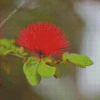 Honey Bee In Pohutukawa Flower Diamond Paintings