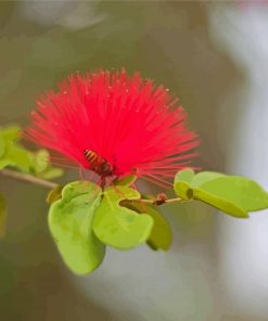 Honey Bee In Pohutukawa Flower Diamond Paintings