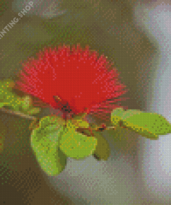 Honey Bee In Pohutukawa Flower Diamond Paintings