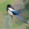 Lonely Black Billed Magpie Diamond Paintings