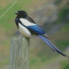 Lonely Black Billed Magpie Diamond Paintings