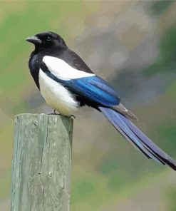 Lonely Black Billed Magpie Diamond Paintings