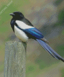 Lonely Black Billed Magpie Diamond Paintings