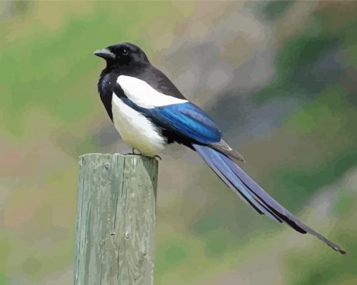 Lonely Black Billed Magpie Diamond Paintings