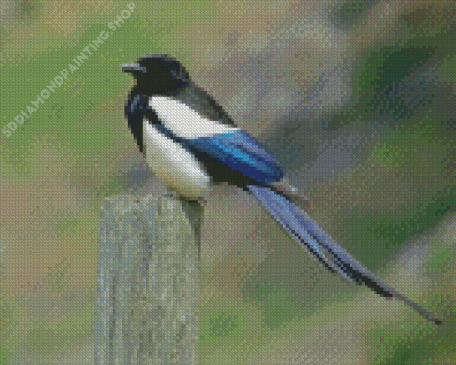 Lonely Black Billed Magpie Diamond Paintings