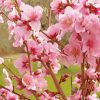 Pink Flowering Trees Blooming Diamond Paintings