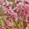 Pink Flowering Trees Blooming Diamond Paintings