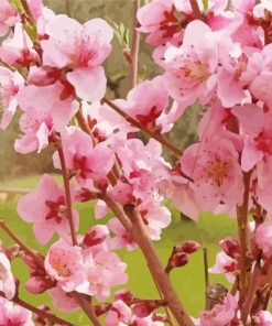 Pink Flowering Trees Blooming Diamond Paintings