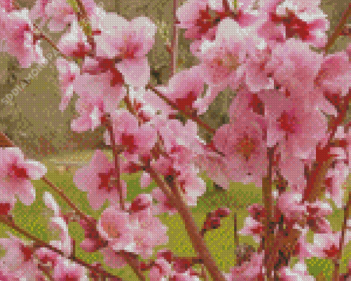 Pink Flowering Trees Blooming Diamond Paintings