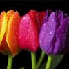 Pink Orange And Purple Tulips Diamond Paintings