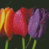 Pink Orange And Purple Tulips Diamond Paintings