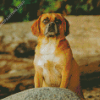 Puggle Dog Diamond Paintings