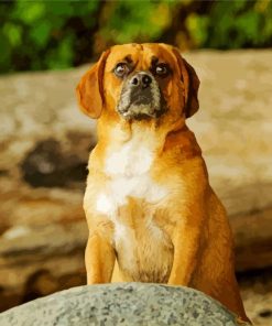 Puggle Dog Diamond Paintings