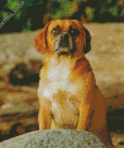 Puggle Dog Diamond Paintings