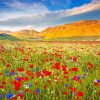 Spring Flower Fields Italy Diamond Paintings