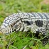 Tegu Lizard Diamond Paintings