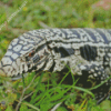 Tegu Lizard Diamond Paintings