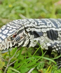 Tegu Lizard Diamond Paintings