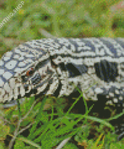 Tegu Lizard Diamond Paintings