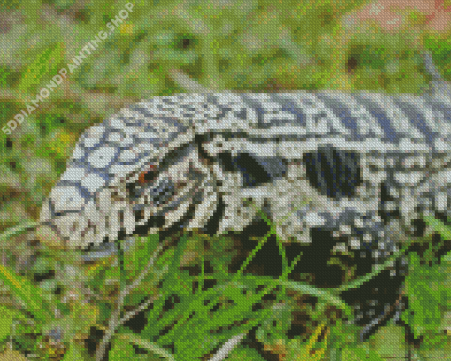 Tegu Lizard Diamond Paintings