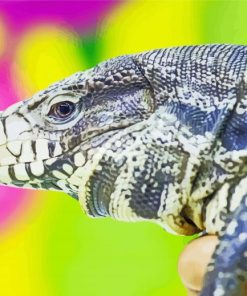 Tegu Lizard Reptile Diamond Paintings