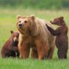 Three Bears Animals Diamond Paintings