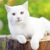 White Cat Diamond Paintings