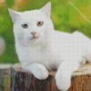 White Cat Diamond Paintings