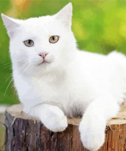 White Cat Diamond Paintings