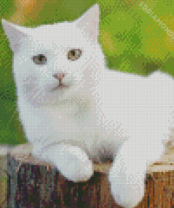 White Cat Diamond Paintings