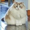 White Cute Large Fluffy Cat Diamond Paintings