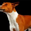 Basenji Dog Diamond Paintings