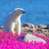 Bear In Flowers Field By River Diamond Paintings