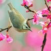 Bird Pink Flower Diamond Paintings