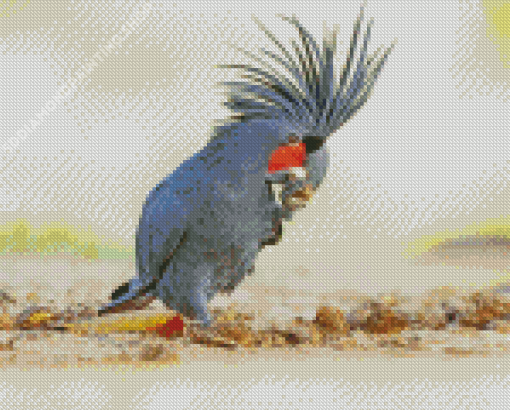 Black Palm Cockatoo Eating Diamond Paintings