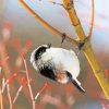 Black And White Long Tailed Tit Diamond Paintings