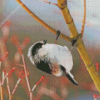 Black And White Long Tailed Tit Diamond Paintings