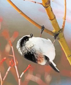 Black And White Long Tailed Tit Diamond Paintings