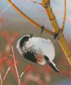 Black And White Long Tailed Tit Diamond Paintings