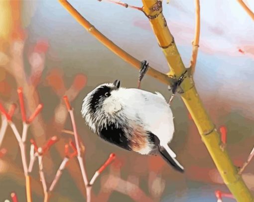 Black And White Long Tailed Tit Diamond Paintings
