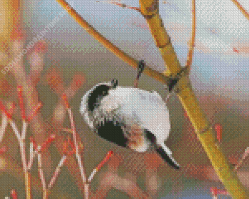 Black And White Long Tailed Tit Diamond Paintings