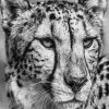 Black And White Cheetah Face Diamond Paintings