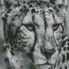 Black And White Cheetah Face Diamond Paintings