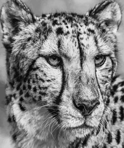 Black And White Cheetah Face Diamond Paintings