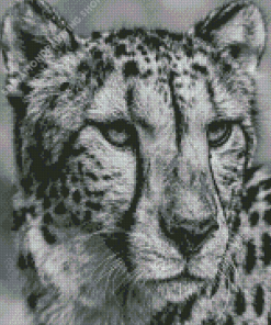 Black And White Cheetah Face Diamond Paintings